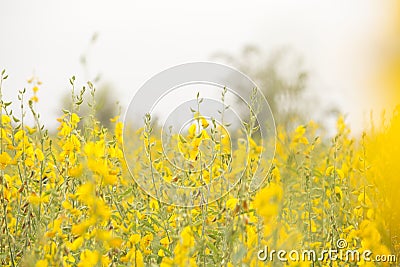 Sunn hemp or Chanvre indien, Legume yellow flowers that bloom in a farmer`s field Stock Photo