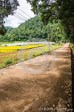 Sunn Hemp Field of Royal Agricultural Station Pangda Stock Photo