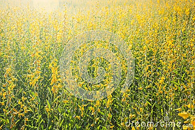 Sunn Hemp Flowers Swinging In The Wind, Abstract Yellow Flowers Are In Bloom In The Wind, Sunn Hemp Field In Summertime Stock Photo