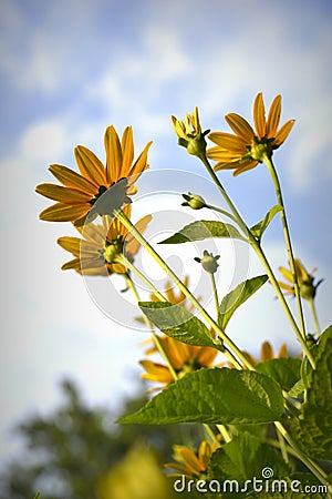 Sunning Flowers Stock Photo