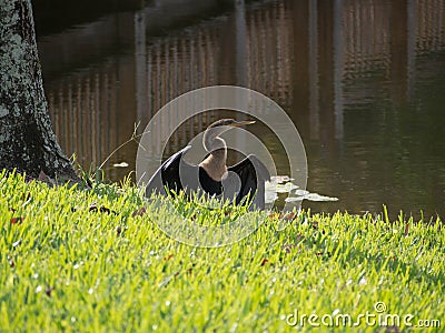 Sunning Snake Bird Stock Photo