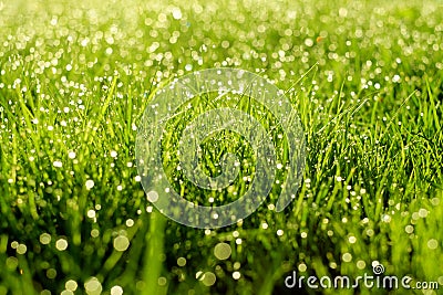 Sunny abstract green nature background. Selective focus Stock Photo
