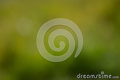 Sunny abstract green nature background, selective focus Stock Photo