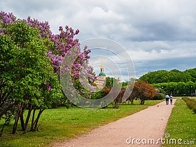 Sunny alley among lilac bushes in the park. Bright spring in St. Petersburg. Russia. Green lawn in field of Mars. Mikhailovsky Editorial Stock Photo