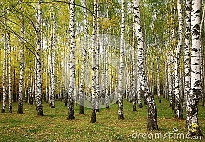 Sunny autumn birch trees Stock Photo