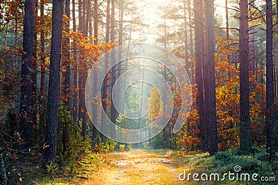 Sunny autumn forest. The warm autumn sun illuminates the path in the colorful autumn forest. Stock Photo