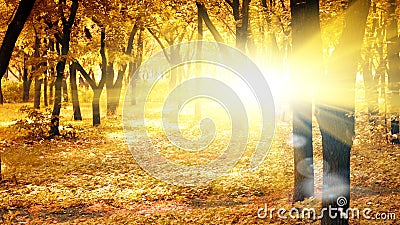 Sunny autumn morning Stock Photo