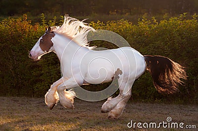 Sunny beautiful drumhorse stallion trotting in sunshine green meadow Stock Photo