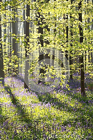 Sunny beech forest with flowering bluebells Stock Photo