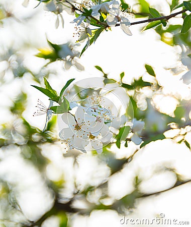 Sunny blossom flowers branch tree Stock Photo