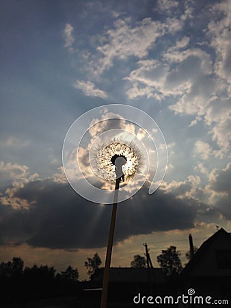 sunny dandelion Stock Photo