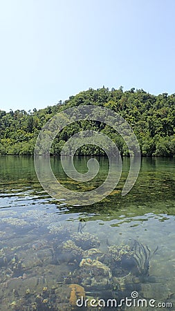 Sunny day above the surface of coral reef of raja ampat, transparent water, algae and corals Stock Photo