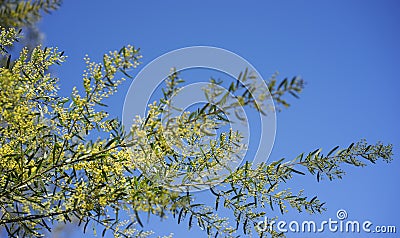 Sunny day background Australian wattle Stock Photo