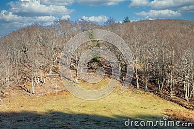 Sunny day in a beech forest in autumnal Stock Photo