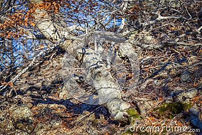 Sunny day in a beech forest in autumnal Stock Photo