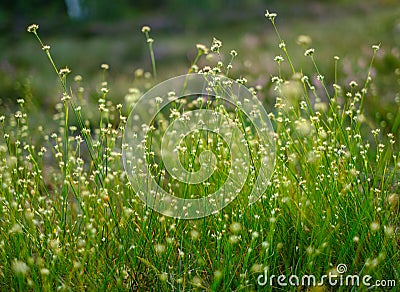 Sunny day, bog grass blossoms Stock Photo