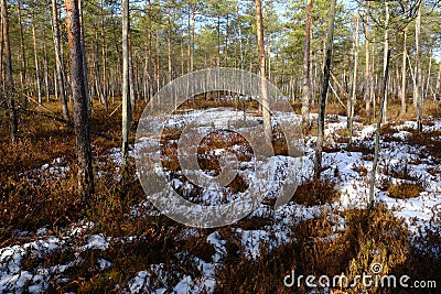 Sunny day in boggy pine forest in April Stock Photo