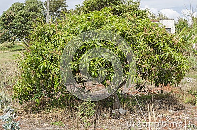 Julie Mango Tree With Blossoms And Fruits Stock Photo