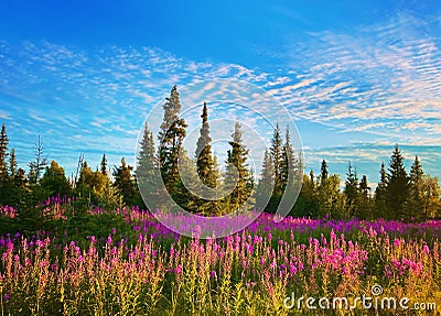 A sunny day on a field of wildflowers Stock Photo