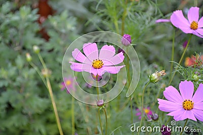 Cosmos, a genus of annual and perennial herbaceous plants of the family Asteraceae Stock Photo