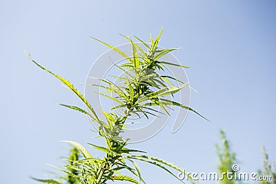 Sunny day on the industrial hemp field Stock Photo