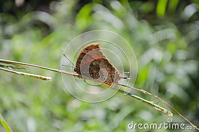 Dry Leaf Butterfly On Grass Stem Stock Photo