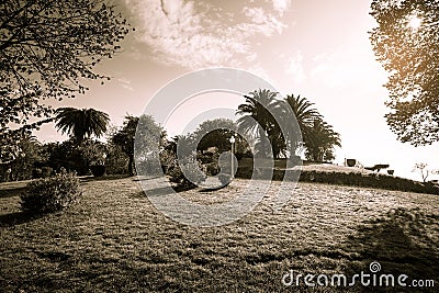 Sunny day in the park. Grass, trees, bushes, clouds. Toned Stock Photo