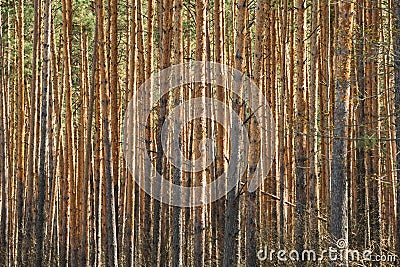 Sunny Day In Pine Forest. Close View Of Trunks In Coniferous Forest Stock Photo