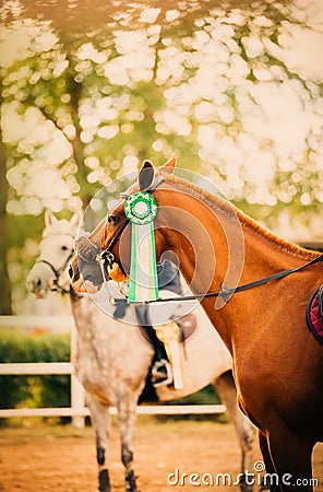 In the sunny day of a summer day, a portrait of a sorrel horse adorned with a green rosette on its bridle captures the triumph of Stock Photo