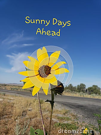 Sunny days ahead small sunflower Stock Photo