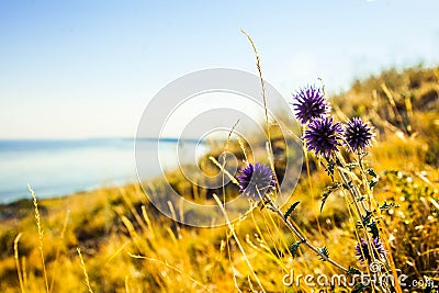 Sunny days Stock Photo