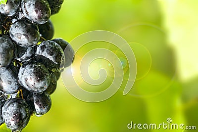 Sunny, dewy grapes. Stock Photo