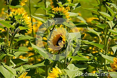 A sunny field of yellow sunflowers with green fields a warm summer day Stock Photo