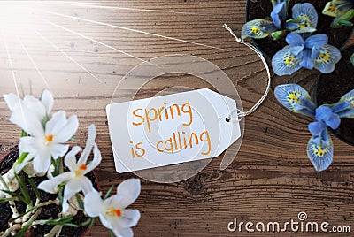 Sunny Flowers, Label, Text Spring Is Calling Stock Photo