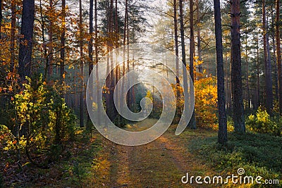 Sunny forest. Fall nature. Sun in forest. Sun shines at path in forest. Sunbeams through autumn trees. Stock Photo