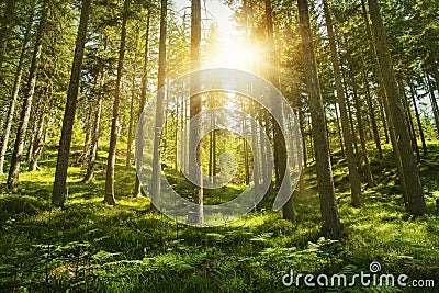 Sunny forest Stock Photo