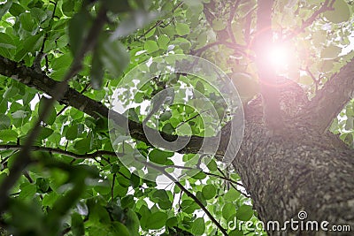 Sunny glare in the foliage of tree on a clear summer or spring day, soft selective focus, view from below Stock Photo