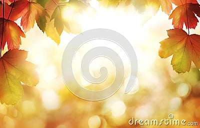 A sunny golden autumn leaves and sunset sky for thanksgiving backgrounds with a blurred foliage bokeh Stock Photo