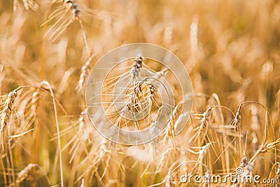 Sunny golden wheat field background Stock Photo