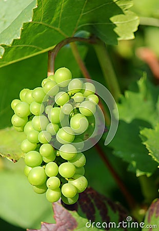 Sunny green grape Stock Photo