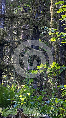 sunny green leaves in clearing of dark rainforest Stock Photo