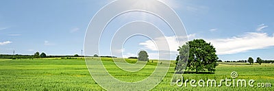 Sunny green meadow with blue sky Stock Photo