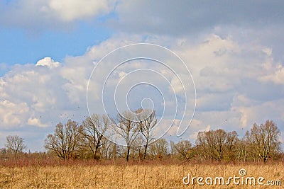Sunny marsh landscape with reed and bare winter trees and big fluffy cumulus clouds Stock Photo