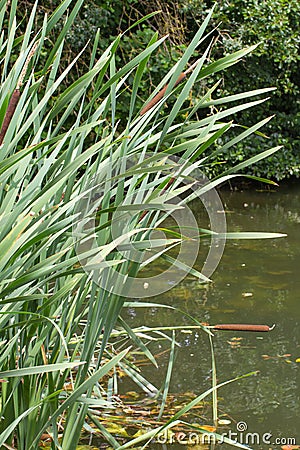 Sunny marsh or swamp with green reed purifying water Stock Photo