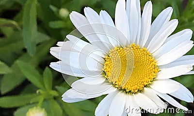 Amazing sunny and white camomile flower Stock Photo