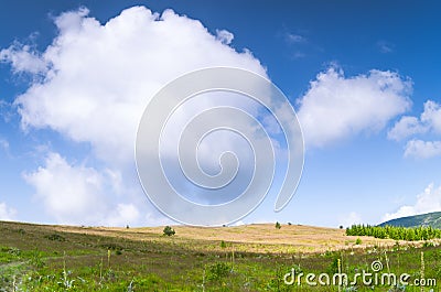 Sunny meadow Stock Photo