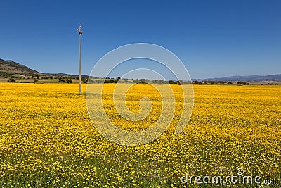 Sunny meadow with electricity pole Stock Photo