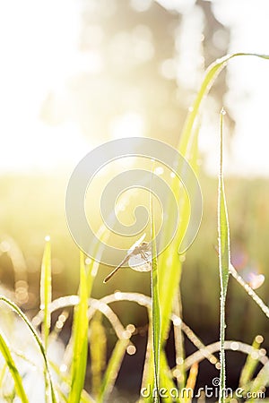 sunny morning. dragonfly sitting on a blade of grass. dew on the Stock Photo