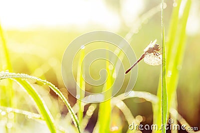 sunny morning. dragonfly sitting on a blade of grass. dew on the Stock Photo