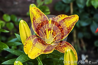 Sunny Morning Martagon Lily Lilium `Sunny Morning` Stock Photo